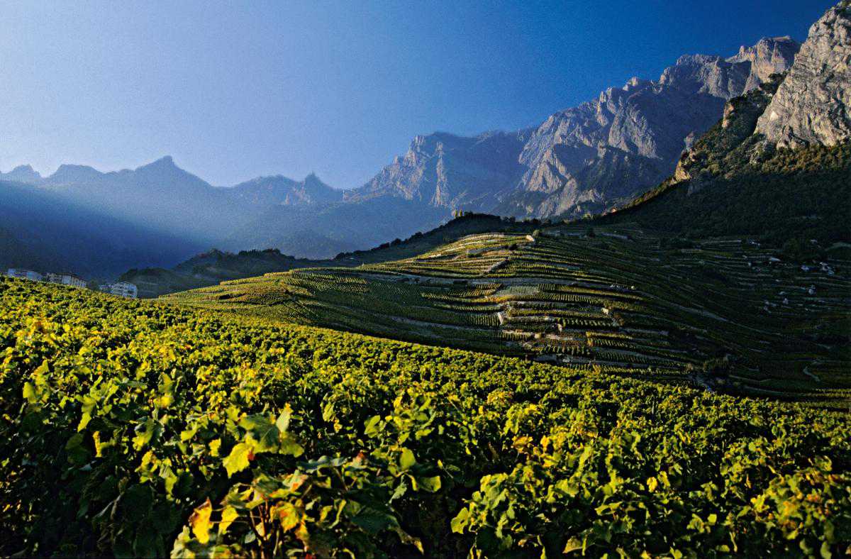 Швейцарские виноградники - не только часть пейзажа